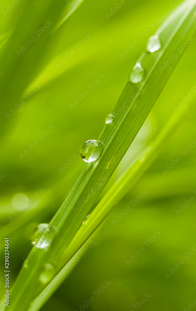 Fototapeta premium water drops on green grass