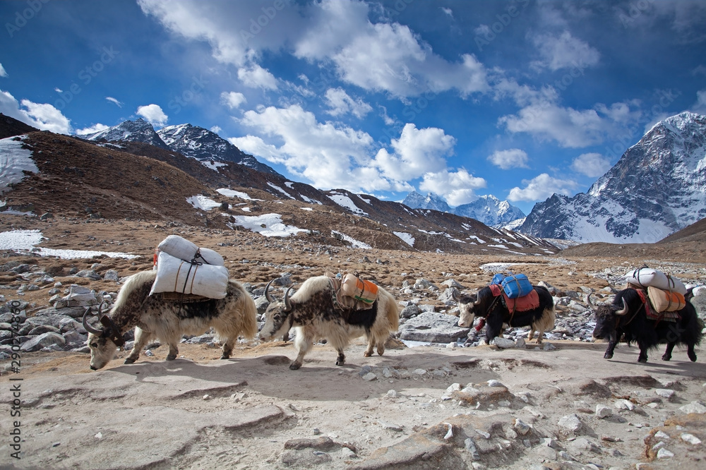 Group of Yaks carrying goods along the route to Everest Base Camp in the Himalayan Mountains of Nepal, beautiful high altitude landscape, Himalayan peaks in the background
