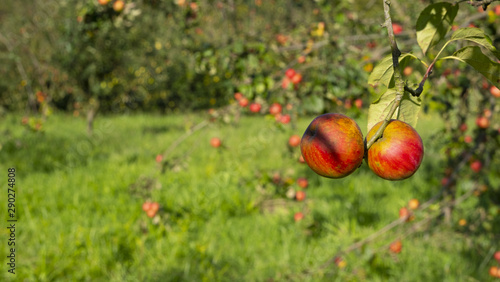 Red apples hanging on the tree, Euskadi photo