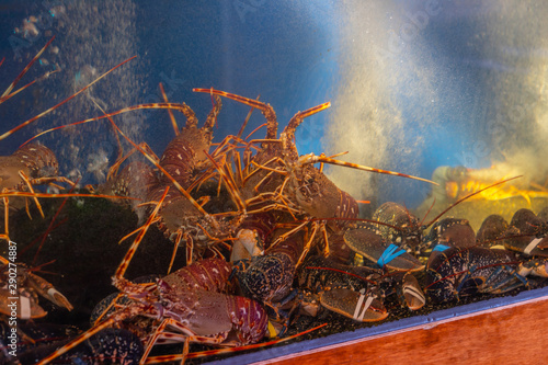 Fresh and alive lobsters in tank at seafood market