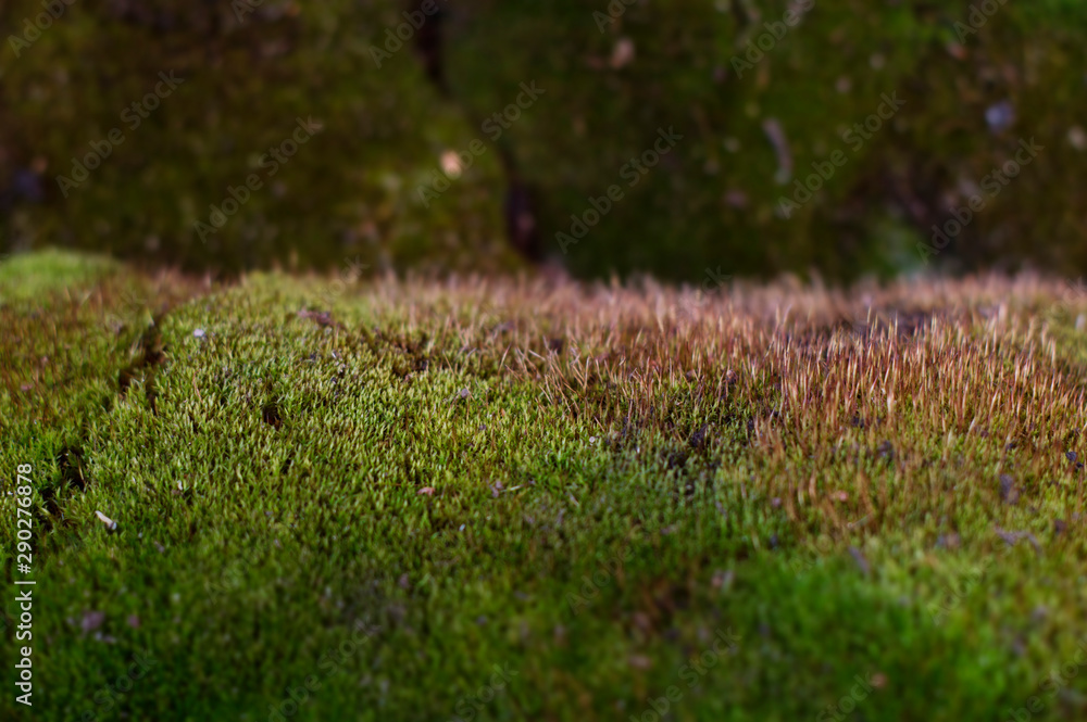 background photo of green moss