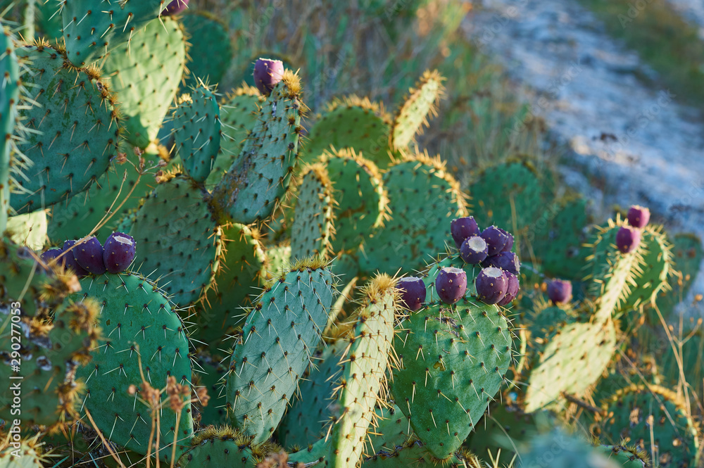 Prickly pear cactus Opuntia ficus-indica Prickly pear cactus Opuntia ficus-indica
