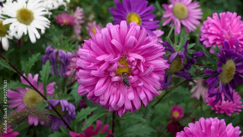Bee collects flower nectar from a pink flower Bee collects flower nectar from a pink flower