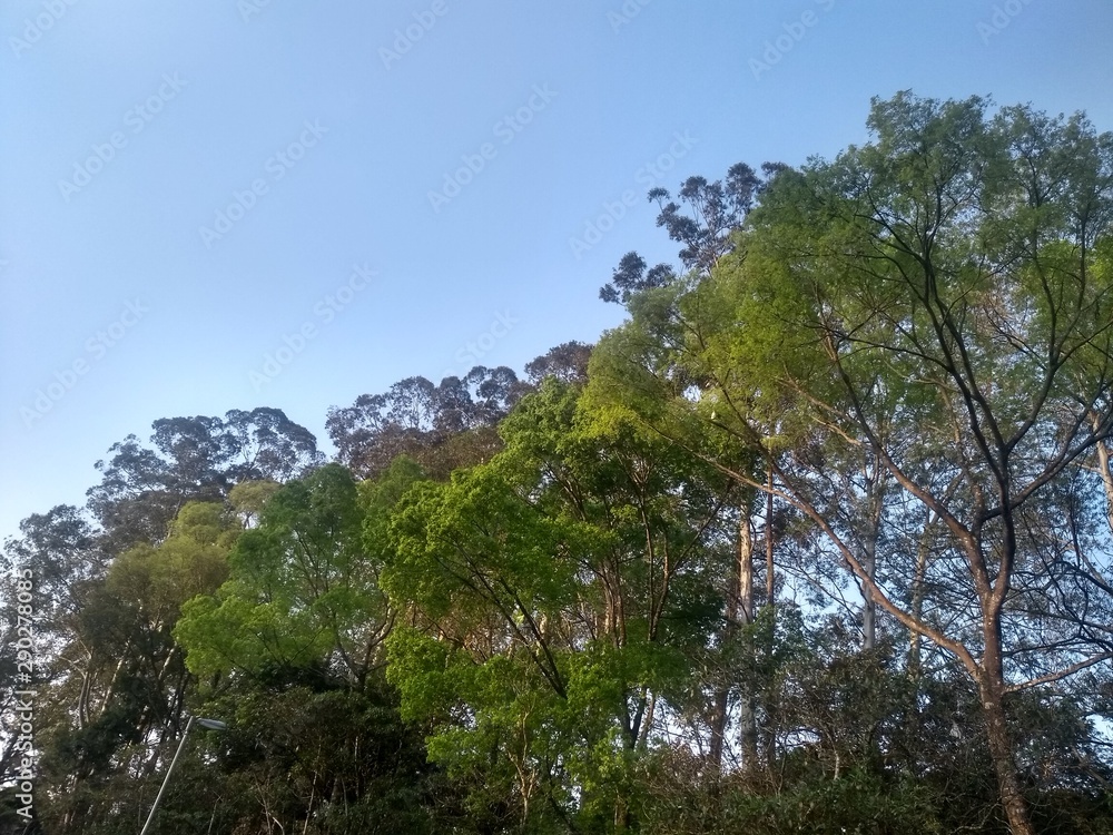 tree in mountains