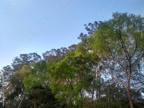 tree in mountains