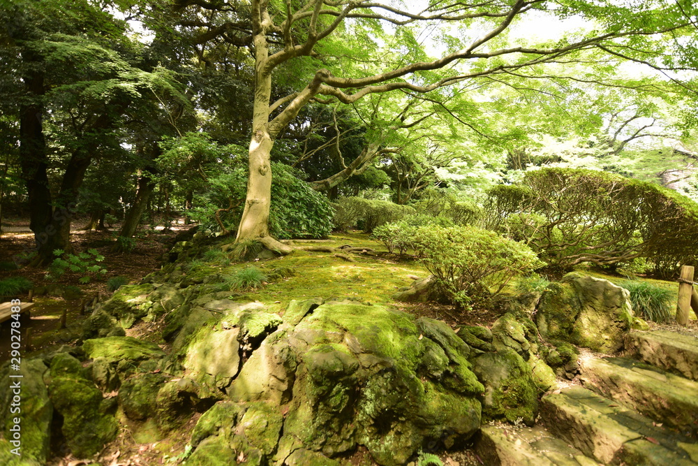 Fototapeta premium 庭園