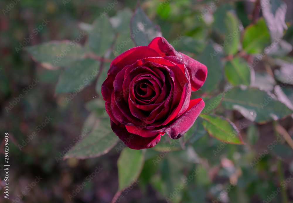 rose with red velvet flower and green leaves after freezing rose with red velvet flower and green leaves after freezing