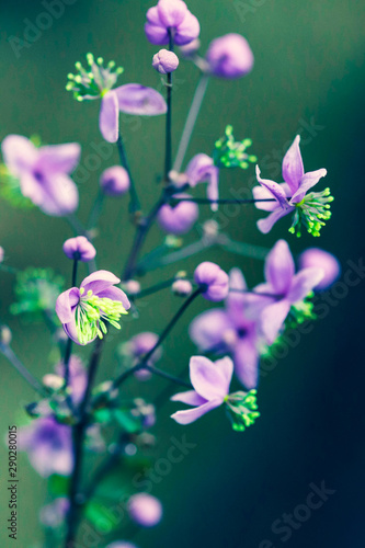 Summer flowering macro of Thalictrum delavayi. Small lilac flower blooms in nature close-up on a blurry backdrop.