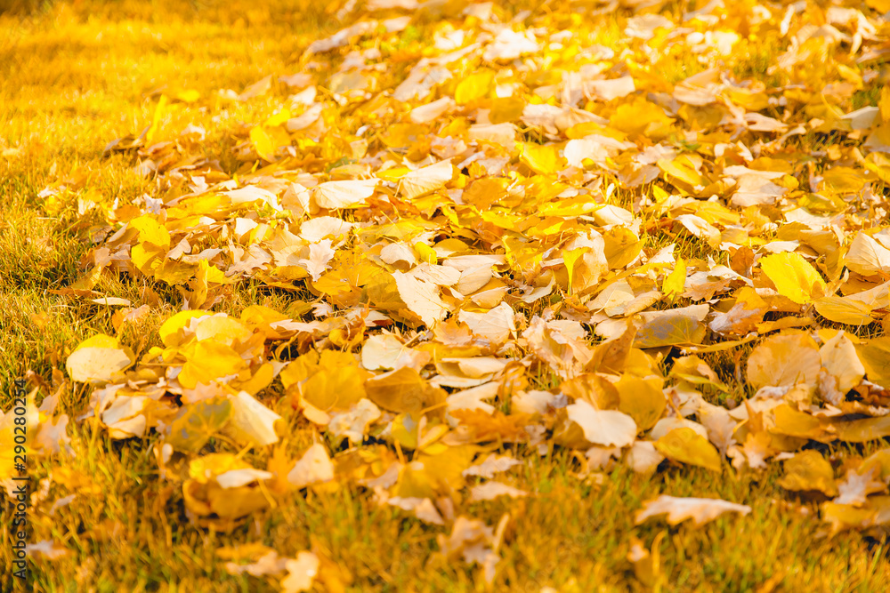 Beautiful natural background, autumn yellow leaf lies on green grass. Garden cleaning concept Beautiful natural background, autumn yellow leaf lies on green grass. Garden cleaning concept