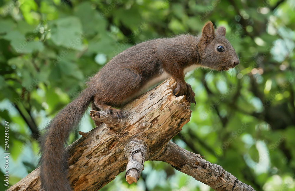 Red squirrel (Sciurus vulgaris), isolated in the forest Red squirrel (Sciurus vulgaris), isolated in the forest