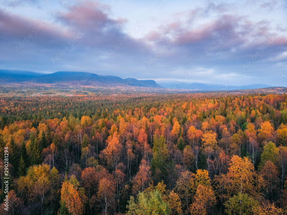 Aerial view beautiful autumn colorful forest with yellow and red trees