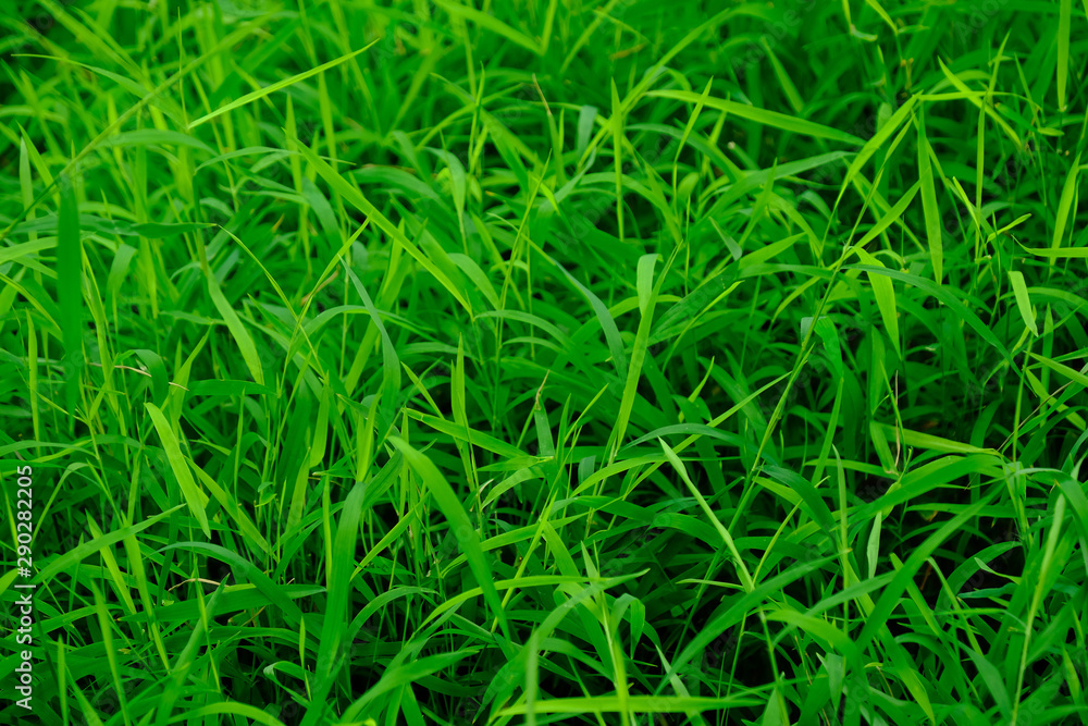 GRASS GRASS