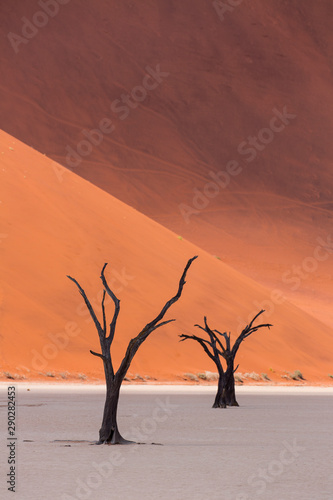 Deadvlei  Sossusvlei Salt Pan  Namib Naukluft National Park  Namibia  Africa