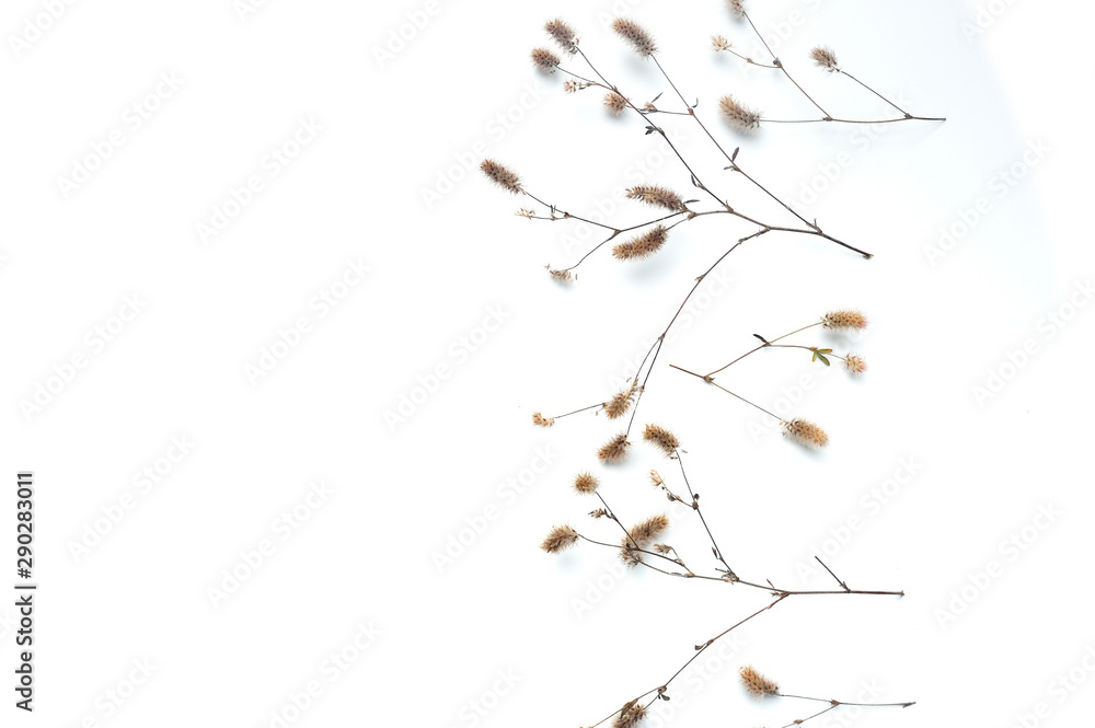Fototapeta premium Isolated autumn plants with place for your text on white background. fall flat lay, top view creative objects. Elements for Thanksgiving day design