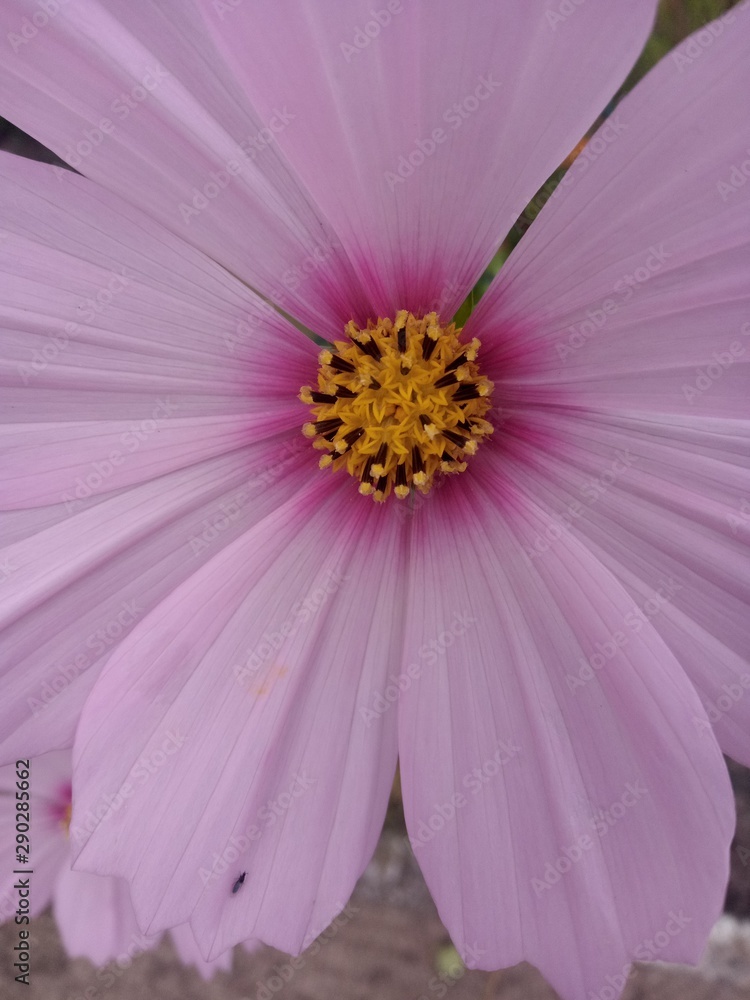pink flower on green background