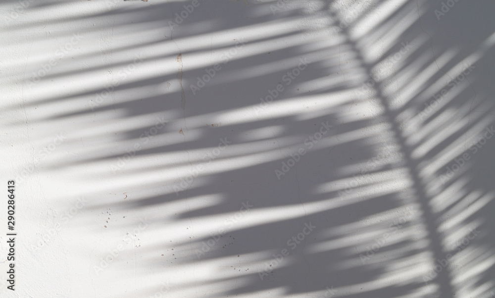 Obraz premium The shade of a palm tree background 