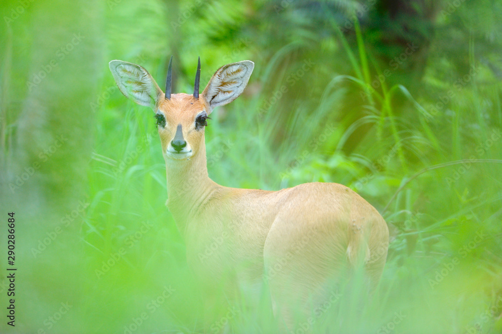 Portrait of antelope standing in forest Portrait of antelope standing in forest