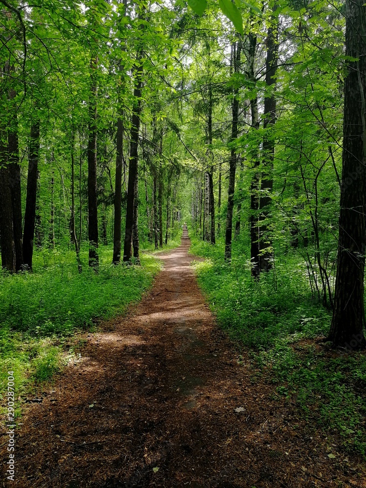Fototapeta premium long alley in the city park