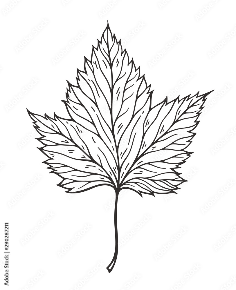 Falling leaves vector illustration. Decorative graphic black outline autumn leaves collecton isolated on white background. Hand drawn organic lines Falling leaves vector illustration. Decorative graphic black outline autumn leaves collecton isolated on white background. Hand drawn organic lines