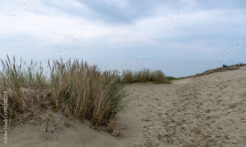 view of sand dune  poor plants  dark blue sky before rain