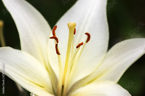 White lily with copy space against
