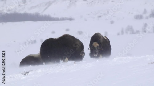 wild animals muskox bulls lay down winter snow storm blizzard in high mountain photo