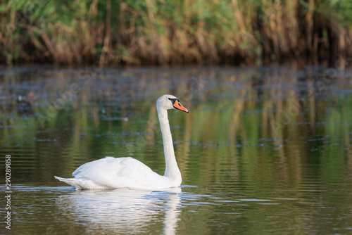 White swan in the water of pond