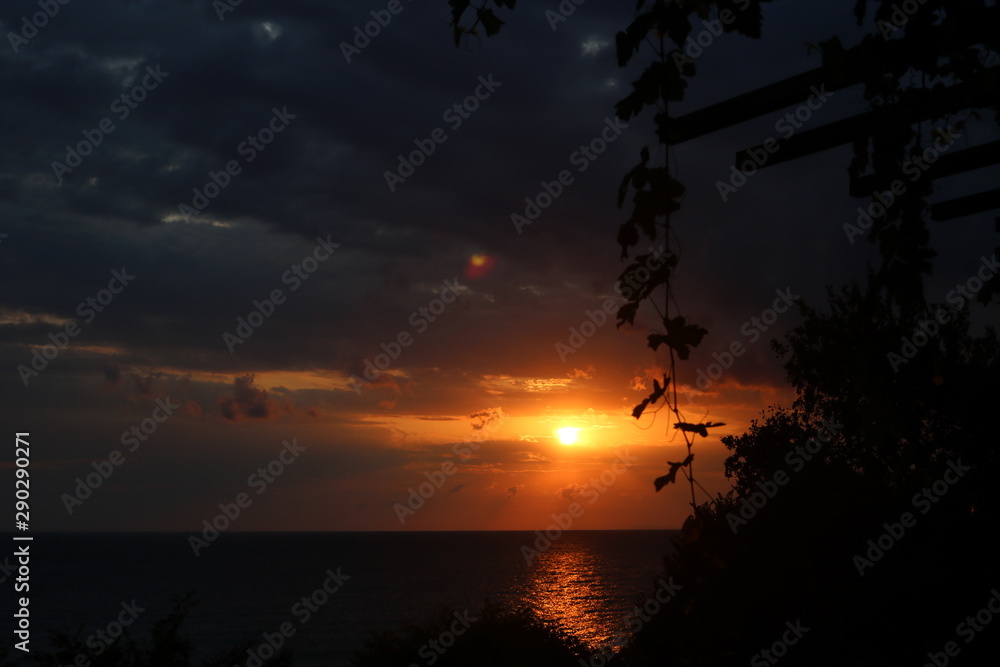 Silhouette of a grape branch at sunset Silhouette of a grape branch at sunset