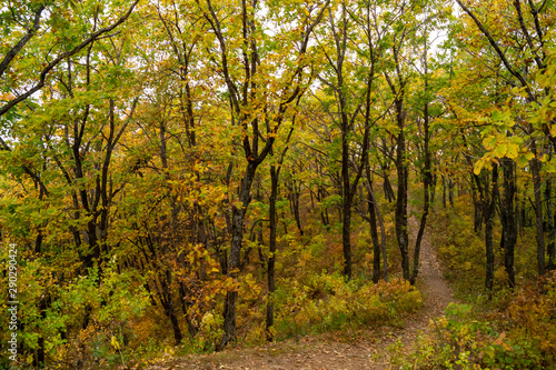Fototapeta Naklejka Na Ścianę i Meble -  Autumn forest in the far east