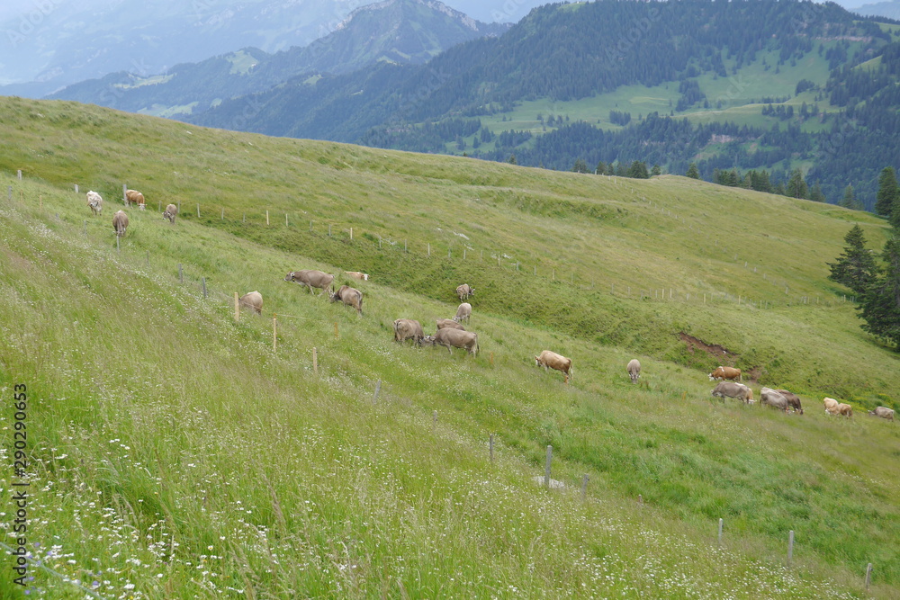 Swiss landscape