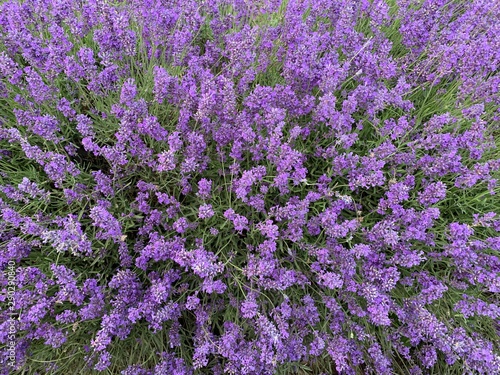 field of lavender