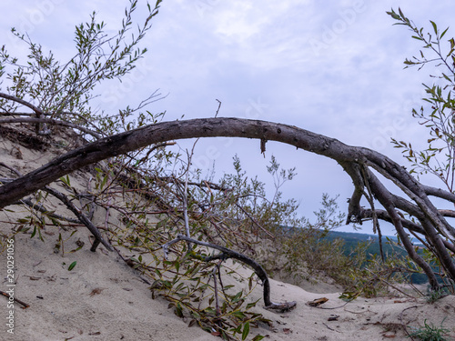 white dune sand, scanty plants, sand textures, beautiful blue skieslandscape with sand dune shore, Curonian Spit, Nida ,Lithuania.  Baltic dunes, UNESCO heritage photo