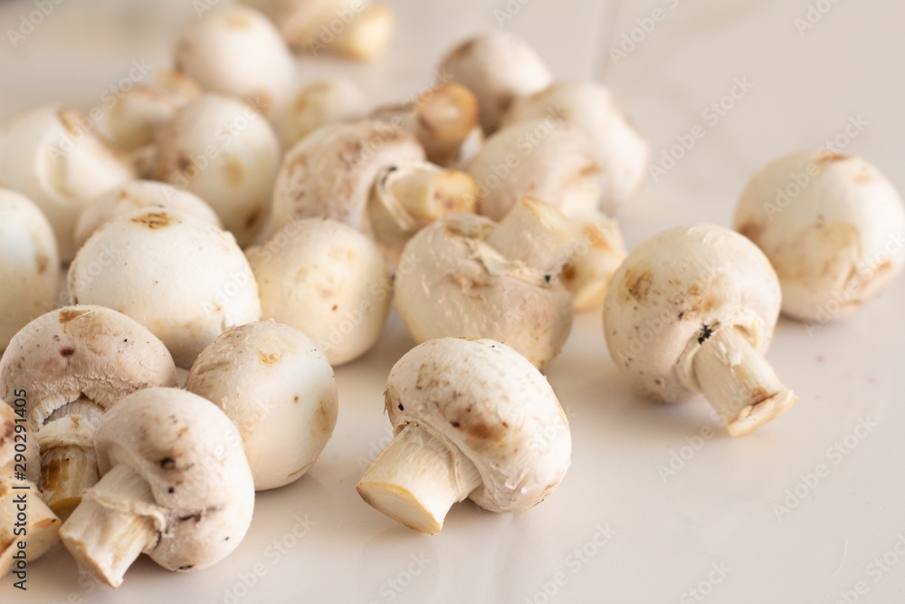 fresh champignons close-up on a white background fresh champignons close-up on a white background