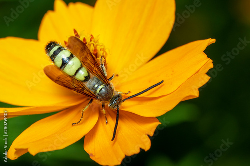 Image of Beewolf or Beewolves or Beewolves(Philanthus) on yellow flower on a natural background. Are bee-hunters or bee-killer wasps., Insect. Animal. photo