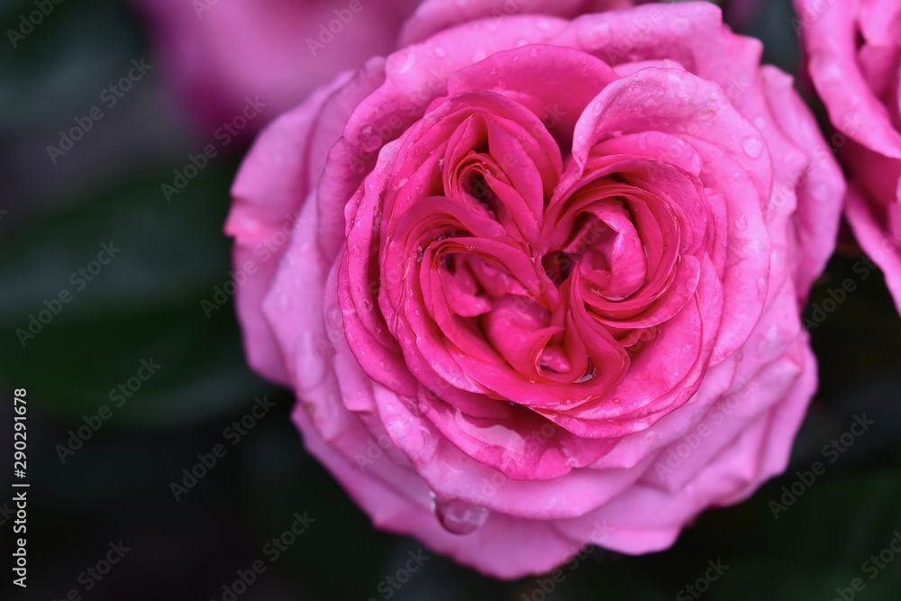 Fototapeta premium pink rose on black background