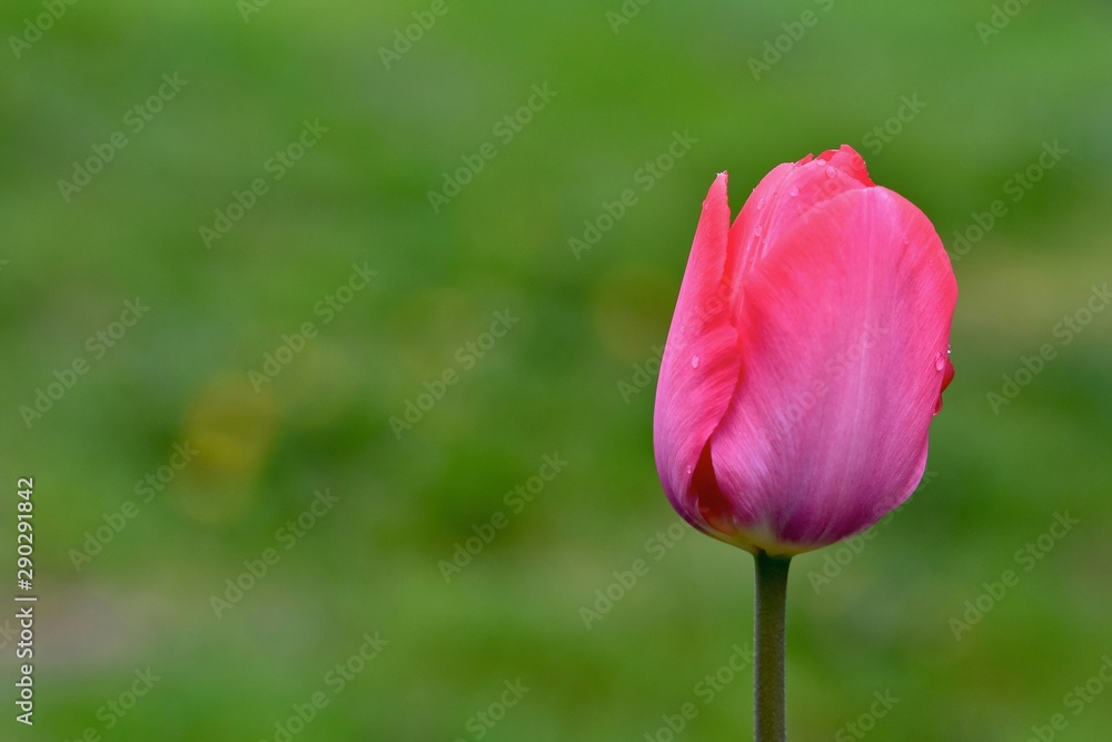 pink tulip on green background