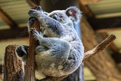 Fototapeta Naklejka Na Ścianę i Meble -  Koala on the branch