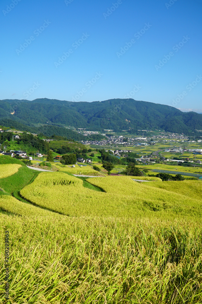 秋の姨捨の棚田