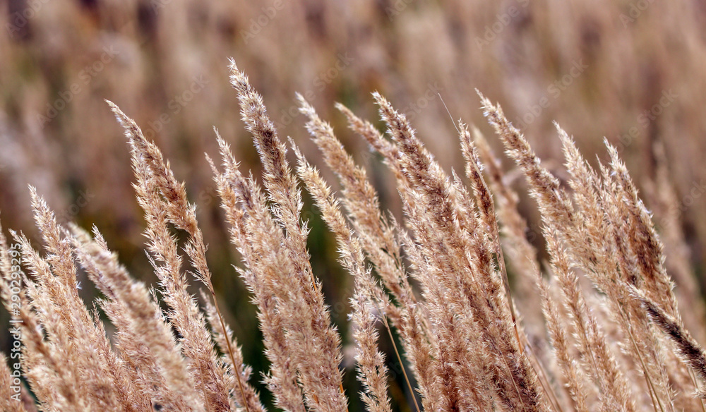 Bushgrass field wild grass and Typha Bulrush movement under the wind in sunset light countryside swampy meadow. Bushgrass field wild grass and Typha Bulrush movement under the wind in sunset light countryside swampy meadow.