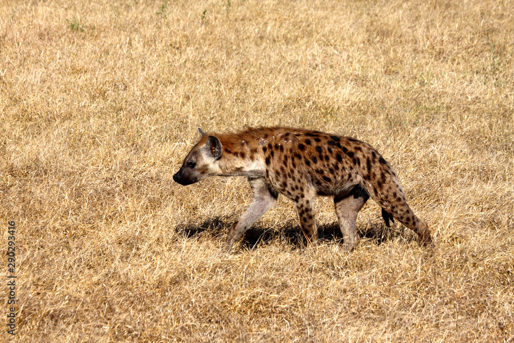 Spotted Hyena.