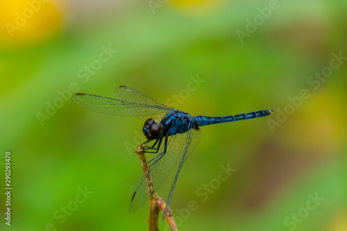 blue dragonfly on a leaf © Shogun Pe-an Power