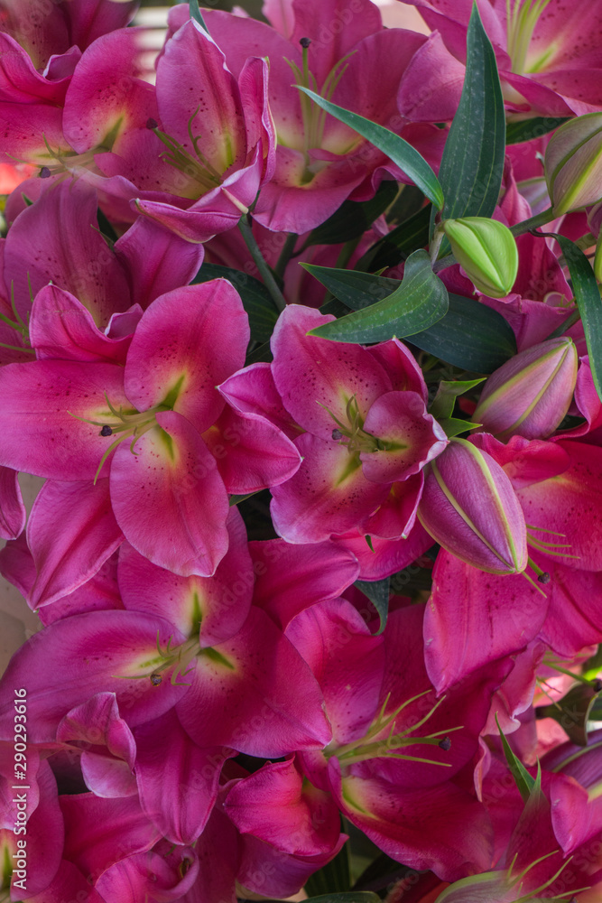 Bouquet of pink lilies. Background of bright flowers. Bouquet of pink lilies. Background of bright flowers.