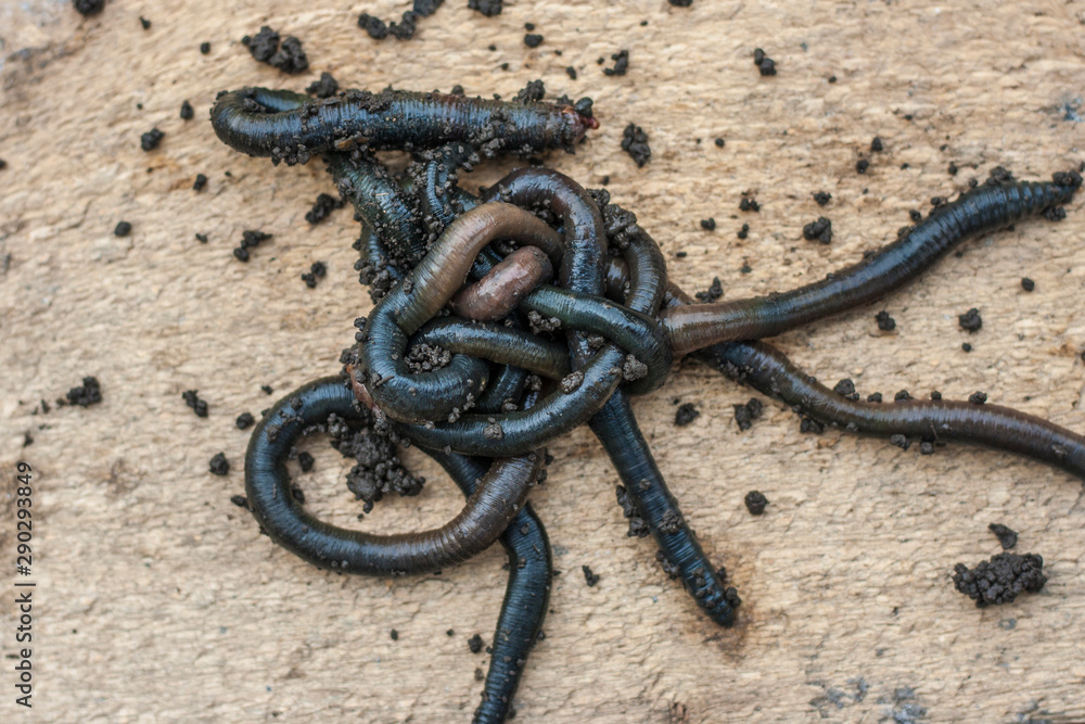 Obraz premium A group of fresh black worms on a light wooden background. Bait for fishing. Swamp worm