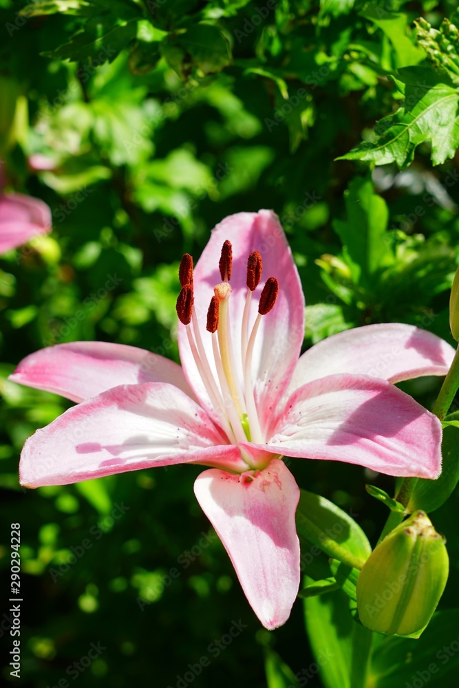 Pink Asiatic lily flower growing in the garden Pink Asiatic lily flower growing in the garden