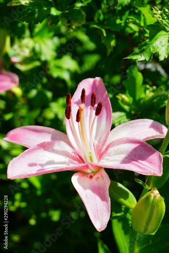 Pink Asiatic lily flower growing in the garden