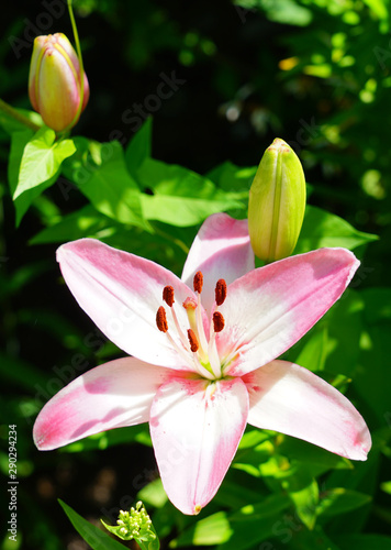 Pink Asiatic lily flower growing in the garden