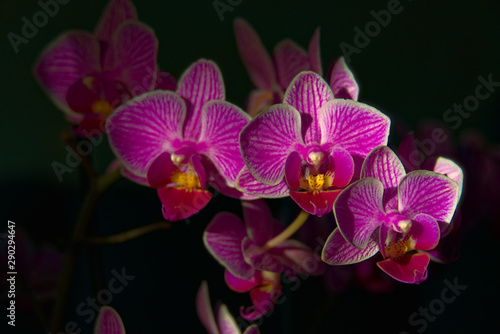 Orchideen im sanften Licht