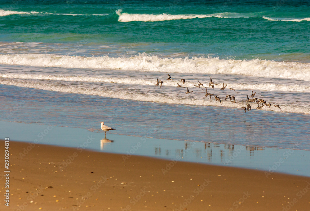 Flying sanderlings and seagull at ocean shoreline