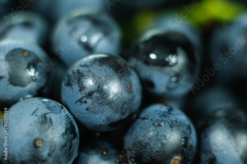 harvest fresh blue isabella grapes 
