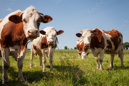 Red cows in the pasture